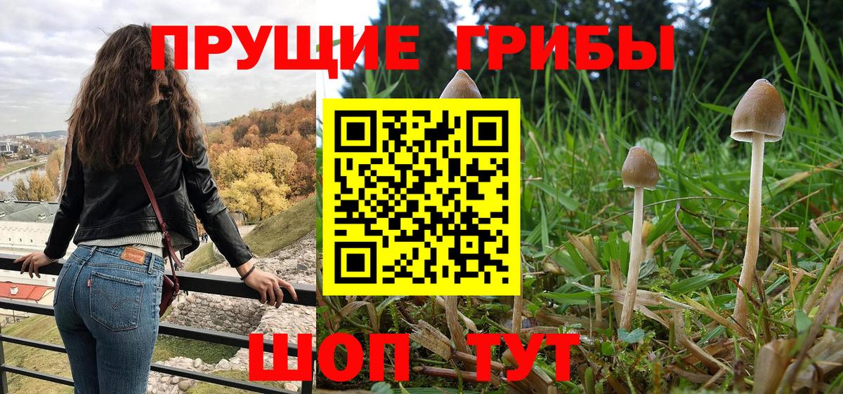 Биробиджан  Псилоцибиновые грибы Psilocybe  Вход с VPN  Галлюциногенные грибы Psilocybe 